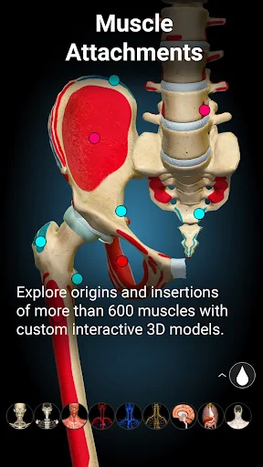 Anatomy Learning MOD screenshot 4