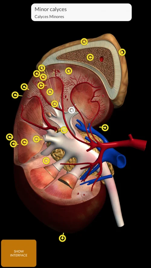 Anatomy 3D Atlas screenshot 6
