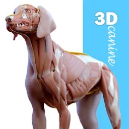 Complete Canine 3D – anatomía