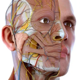 Visual Anatomy 3D – Cuerpo Humano