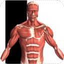 Visual Anatomy 2