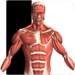 Anatomía Visual 2