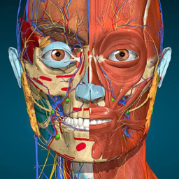 Anatomy Learning – Anatomía 3D