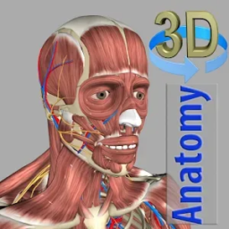 Anatomia 3D