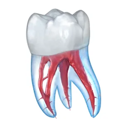 Ilustraciones Dentales 3D
