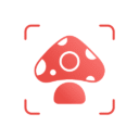 Picture Mushroom