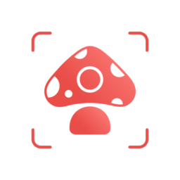 Imagen Mushroom