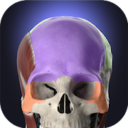 Anatomyka MOD