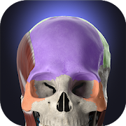 Anatomyka MOD