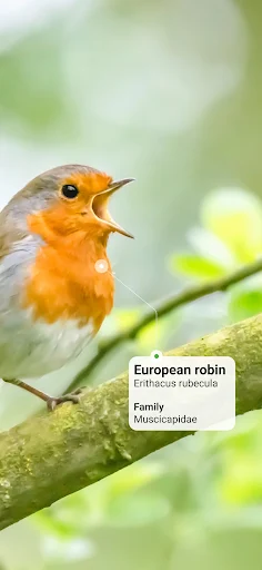 Picture Bird MOD screenshot 2