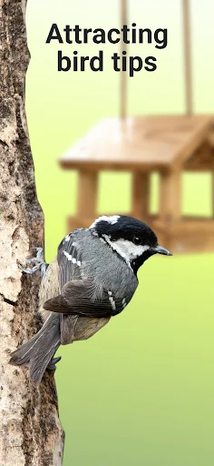 Picture Bird MOD screenshot 5