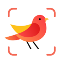 Picture Bird MOD