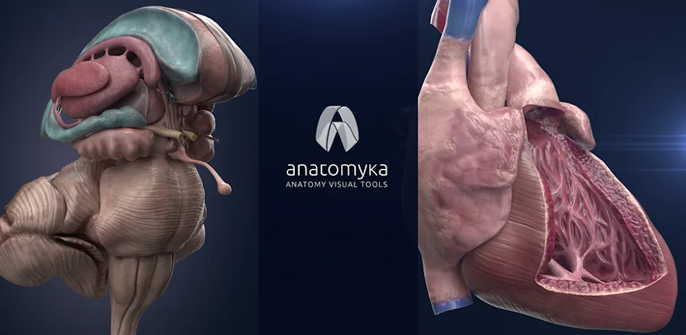 Anatomyka – 3D Anatomy Atlas screenshot 1