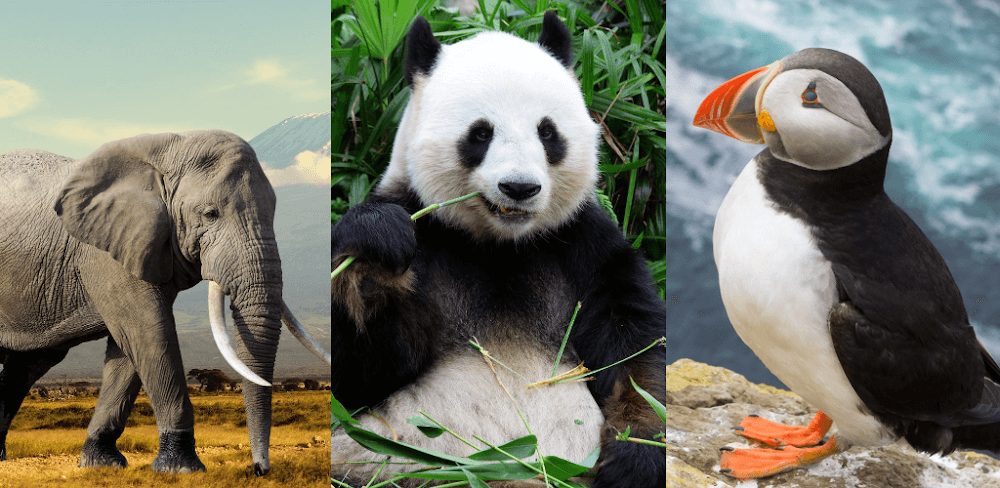 Animals Quiz Learn All Mammals screenshot 1