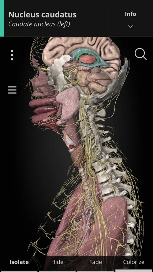 Anatomyka – 3D Anatomy Atlas screenshot 2