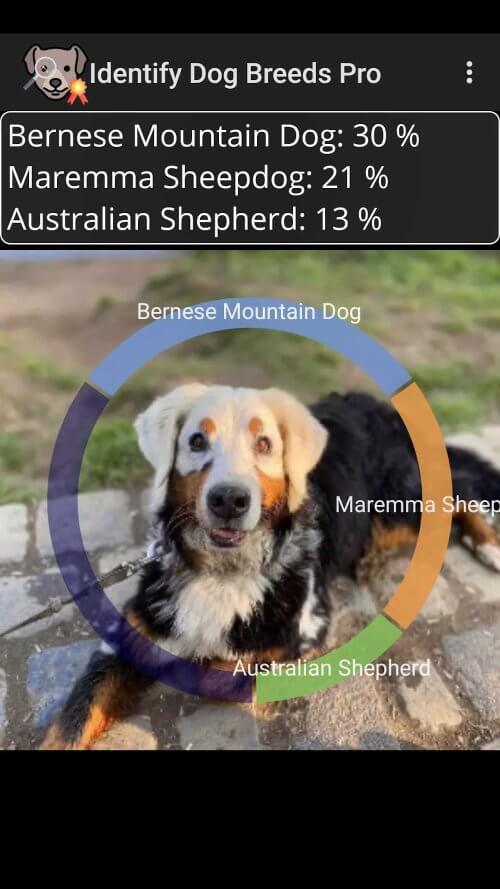 Identify Dog Breeds Pro screenshot 2
