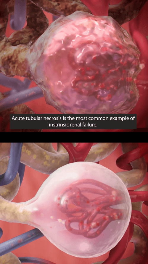 Physiology & Pathology screenshot 4